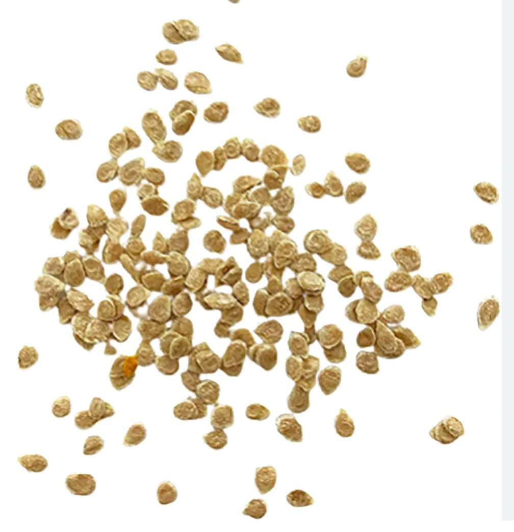 Marde Ross Rainbow Cherry Tomato Seeds germination tray indoors promoting early, steady growth.