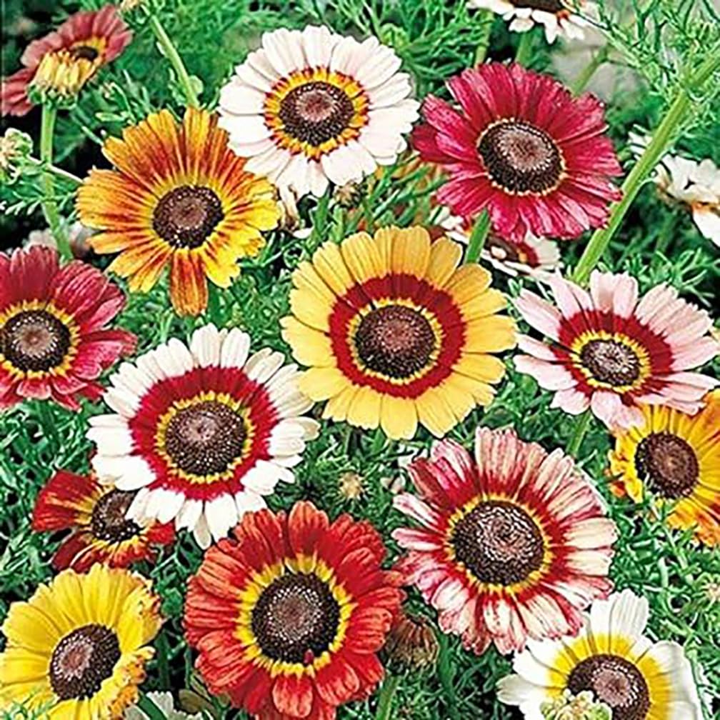 Marde Ross Rainbow Painted Daisy seeds packet with vibrant color variety for borders.