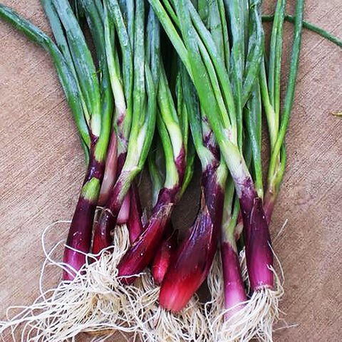 Marde Ross & Company scallions ready to add crunch to salads.