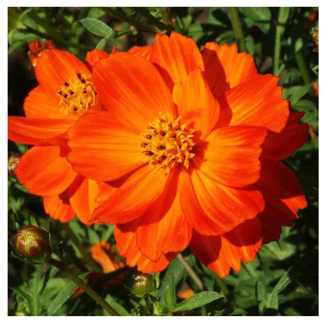 Close-up of Red Crest Cosmos blossoms attracting butterflies and pollinators
