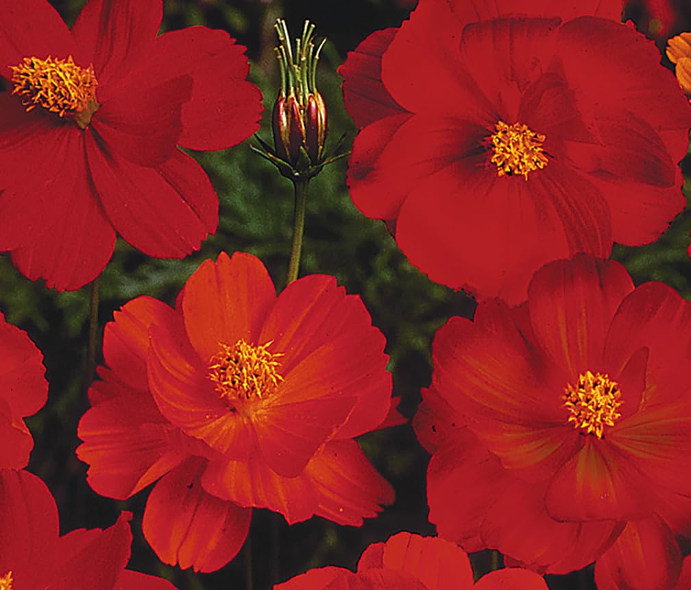 Indoor seed-start setup for Red Crest Cosmos germination