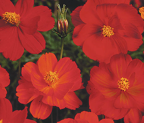 Indoor seed-start setup for Red Crest Cosmos germination