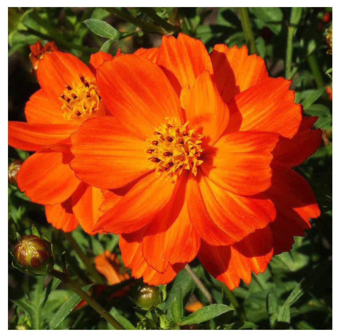 Marde Ross Red Crest Cosmos seeds pack for vibrant garden blooms