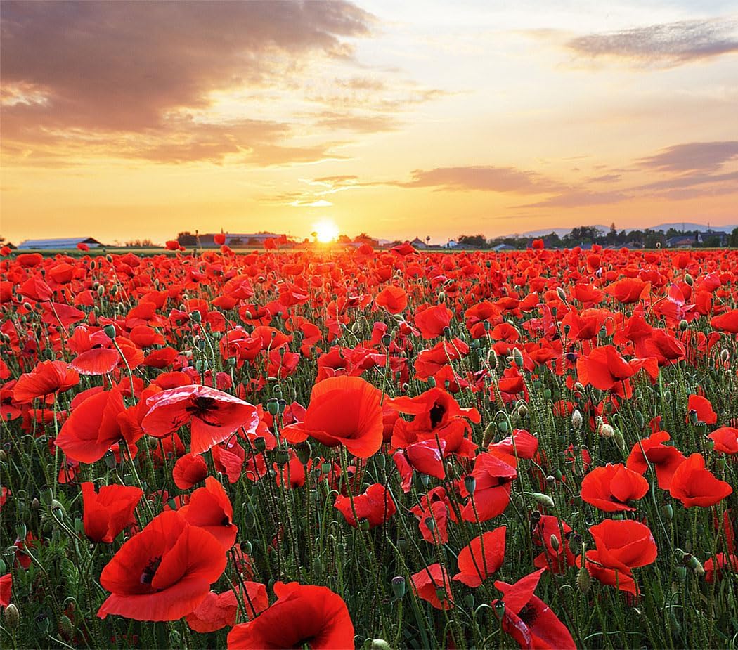 Marde Ross Red Flanders poppy seeds pack for easy garden planting.