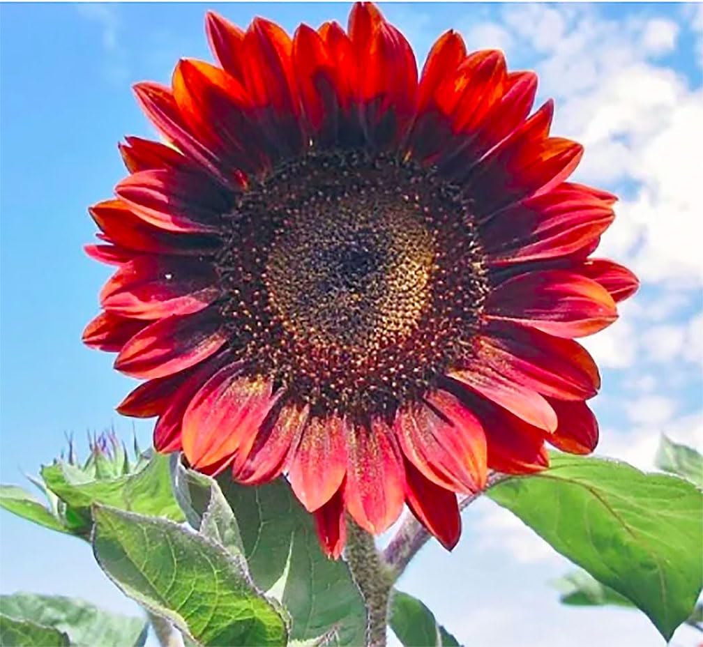 Marde Ross Red Sun sunflower seeds in a 50-pack for bright border color