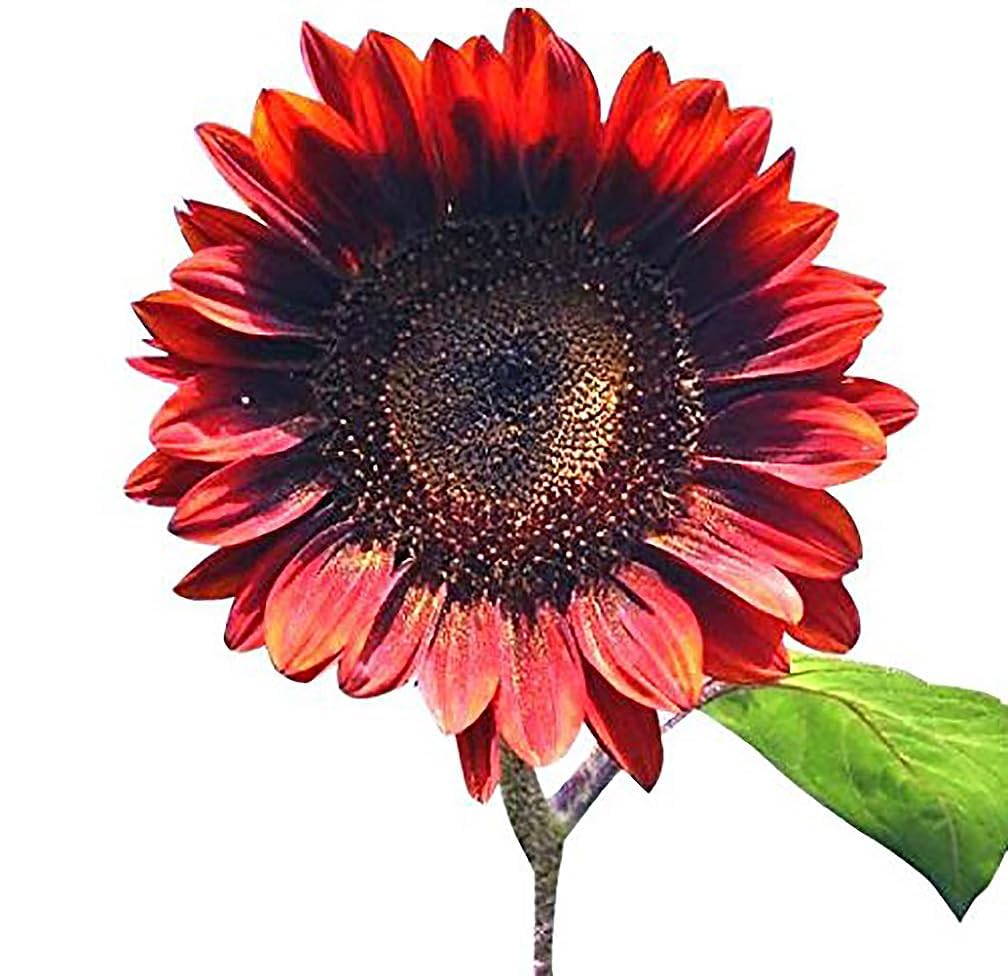 Marde Ross Red Sun seeds planted 1 inch deep in spring for reliable bloom