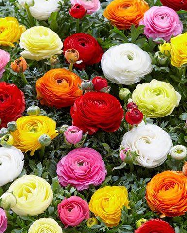 Purple Aviv Peony Ranunculus blooms with peony like fullness for dramatic borders