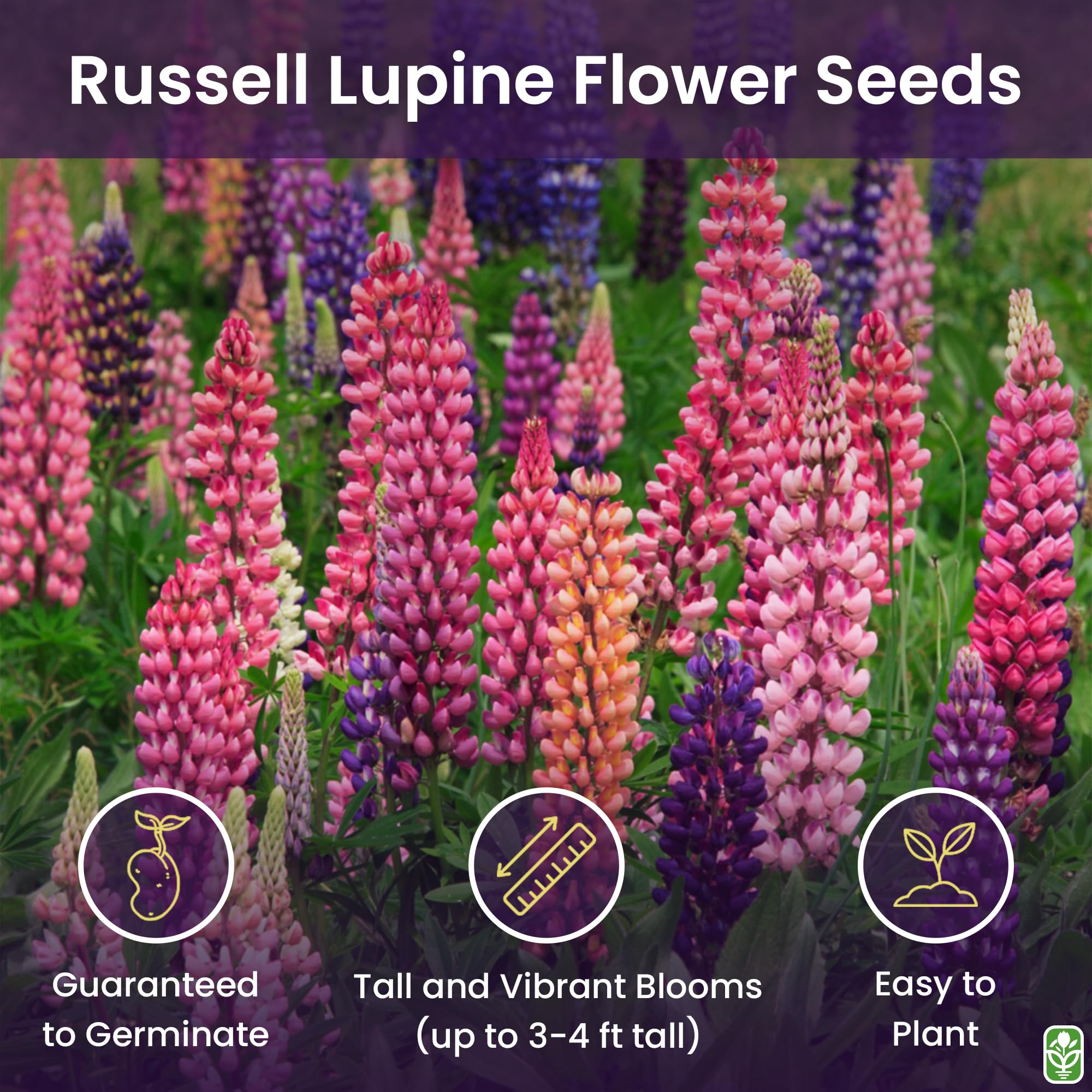 Marde Ross lupine seeds yield mixed-color spikes for fall garden borders.