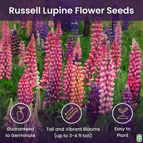 Marde Ross lupine seeds yield mixed-color spikes for fall garden borders.