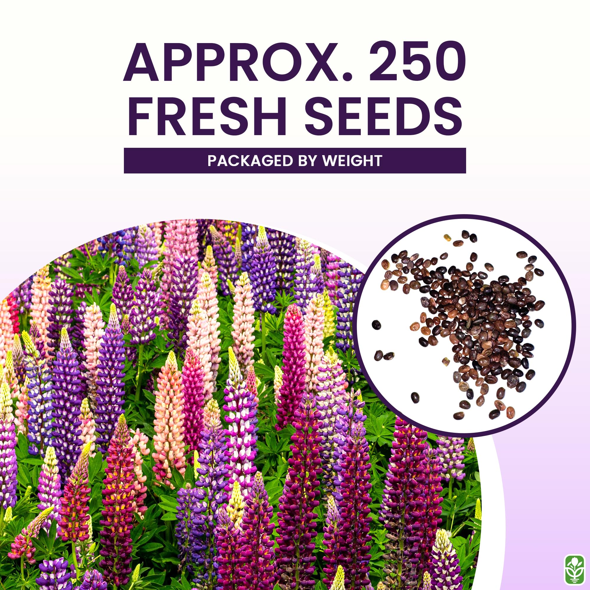 Marde Ross Russell lupine seeds attract pollinators with nectar-rich blooms.