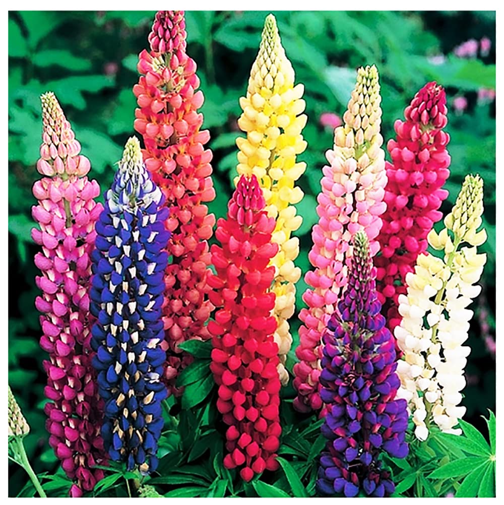 Marde Ross Russell lupine seeds create tall color spikes for dramatic border accents.