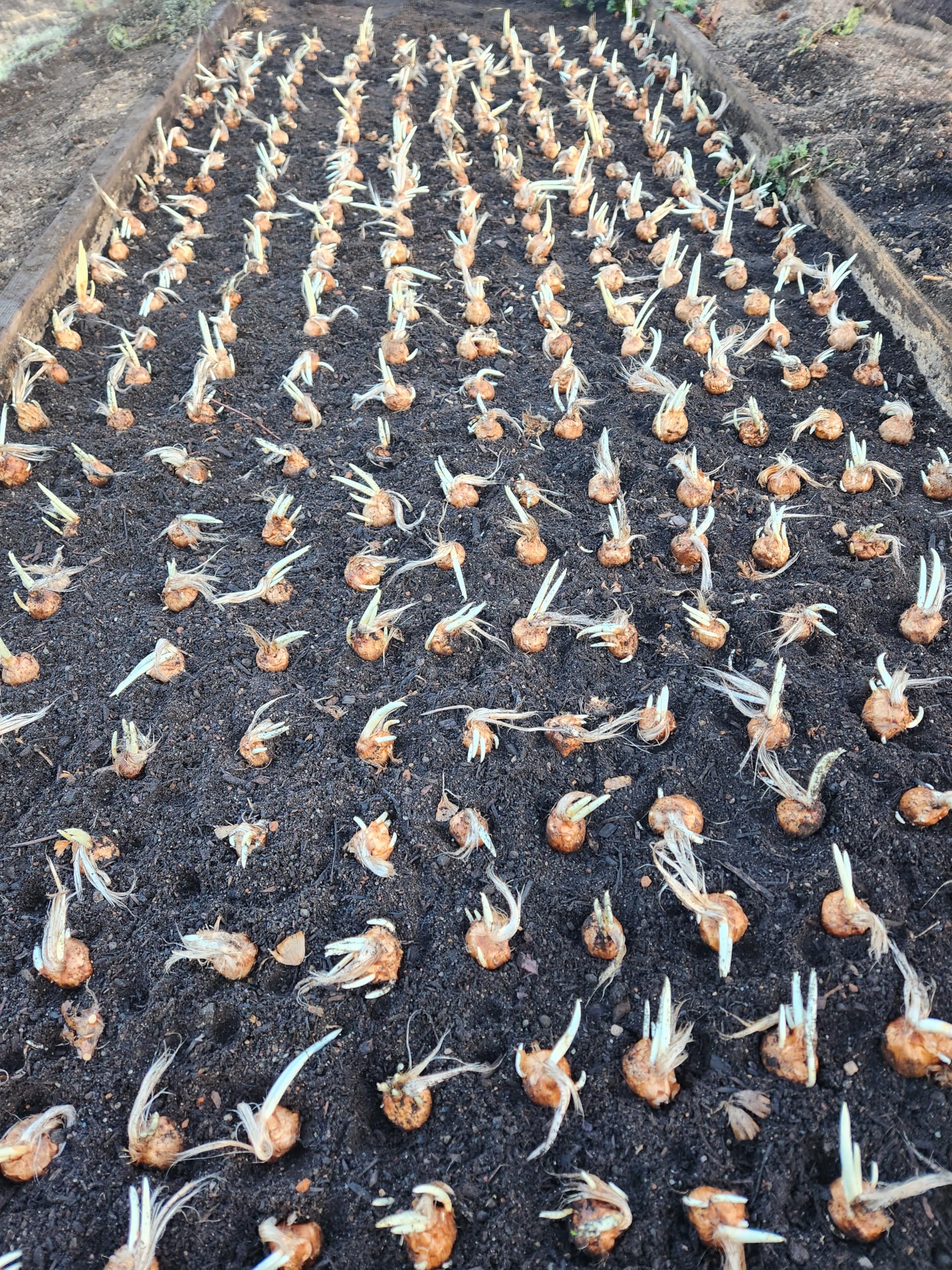 Marde Ross saffron crocus bulbs in container setup for small gardens.