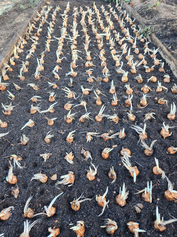 Marde Ross saffron crocus bulbs in container setup for small gardens.