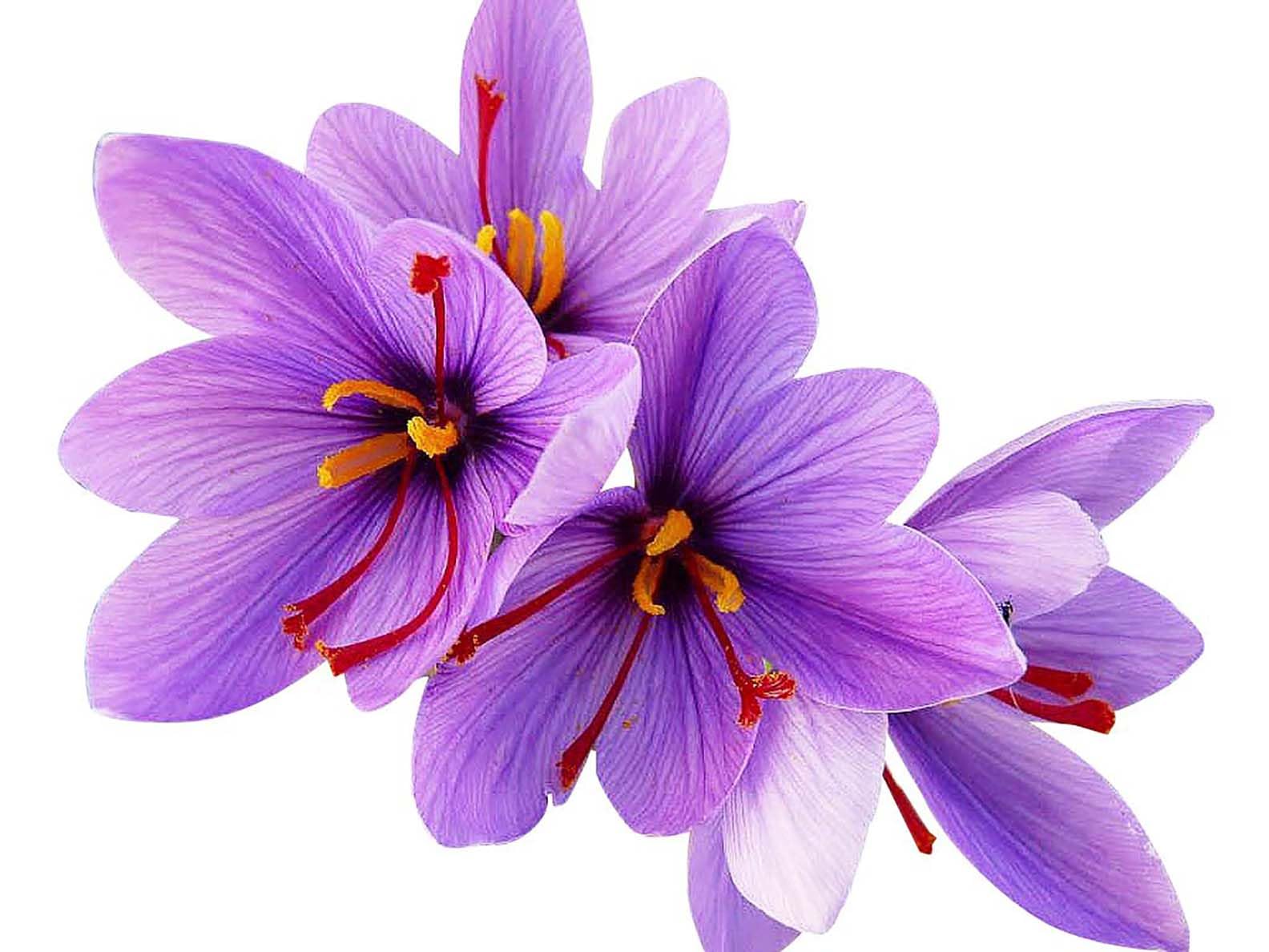Marde Ross saffron crocus corms – 10 large bulbs ready for autumn planting.