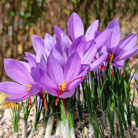 Marde Ross saffron crocus corms, large 10 cm size, ready for planting.