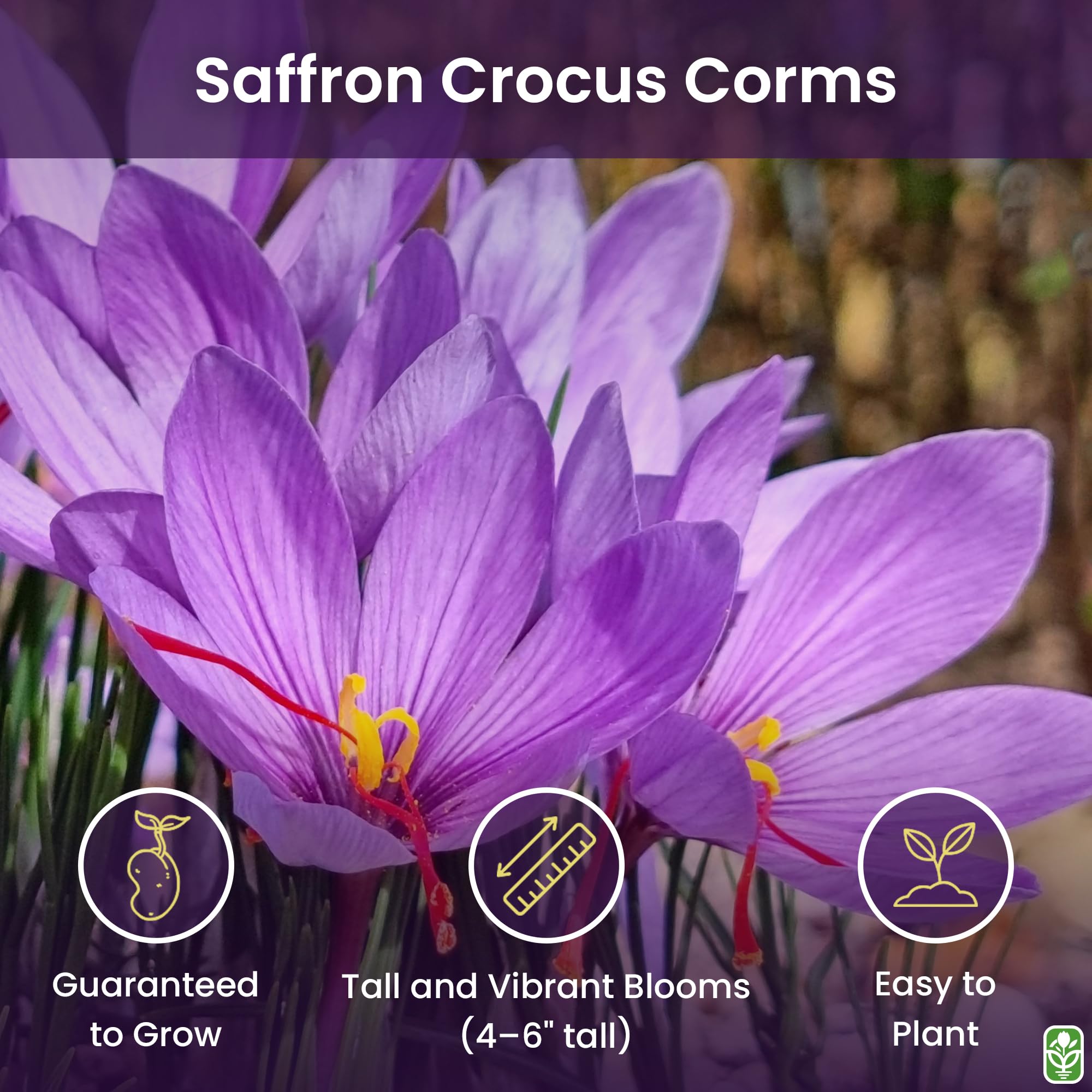 Marde Ross saffron crocus corms – lilac-purple blooms seen in late fall.