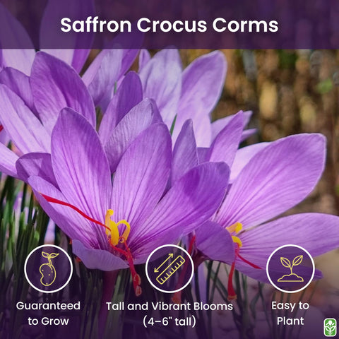 Marde Ross saffron crocus corms – lilac-purple blooms seen in late fall.