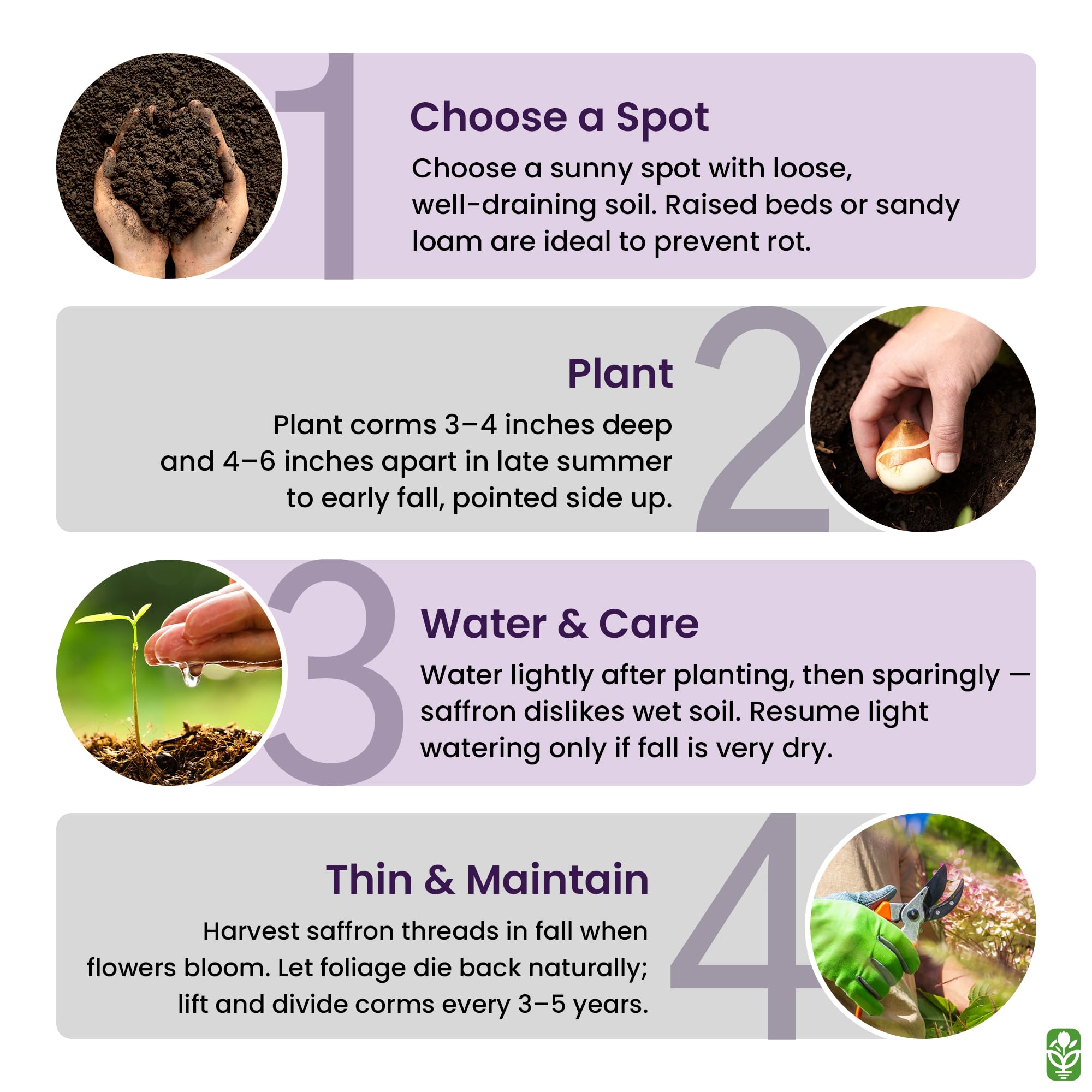 Marde Ross saffron crocus corms – plant at 3 inches deep in well-drained soil.