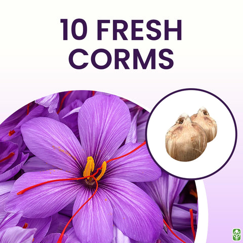 Marde Ross saffron crocus corms – blooms display three red stigmas.