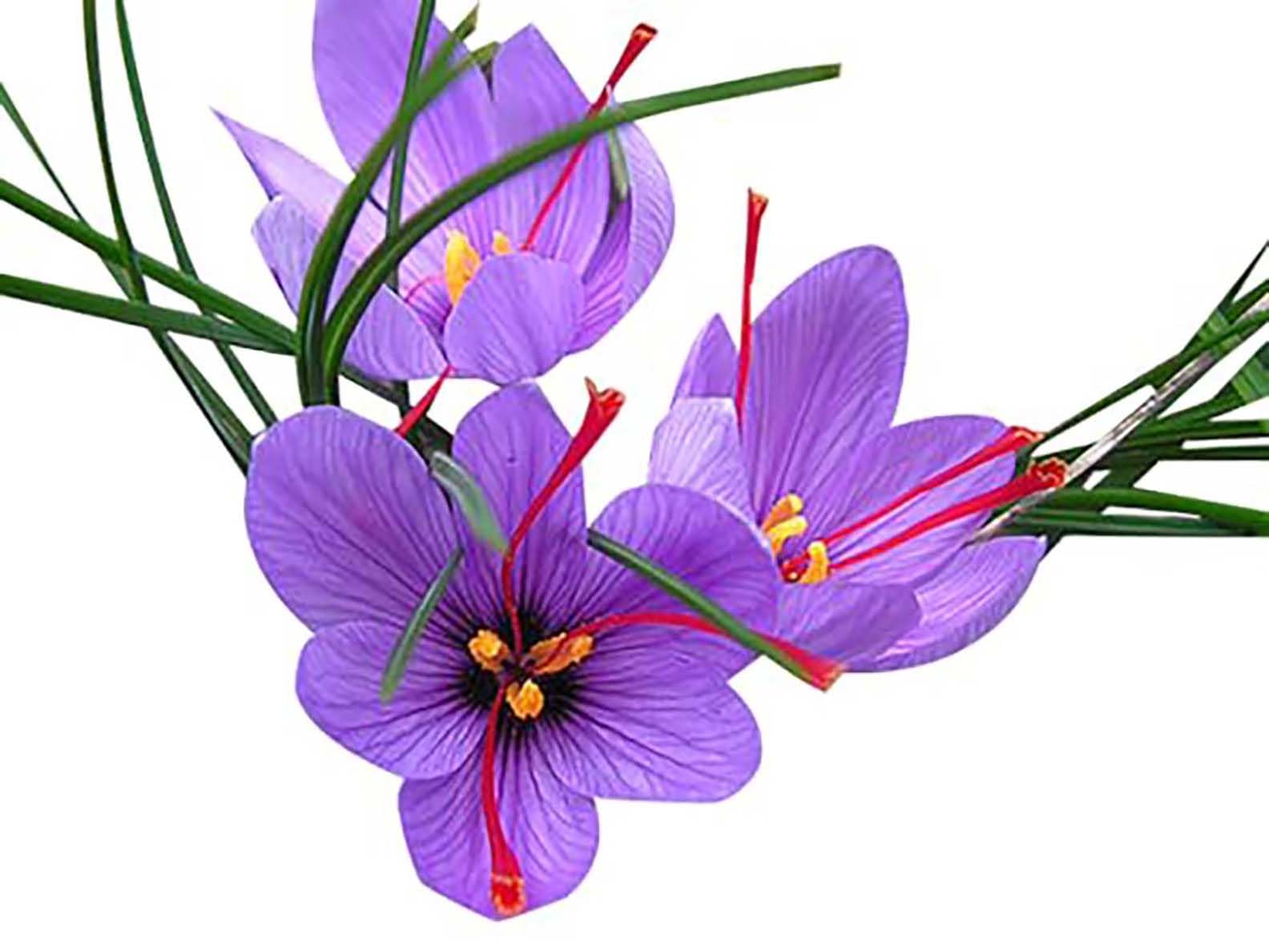 Marde Ross saffron crocus planting guide for beginners.
