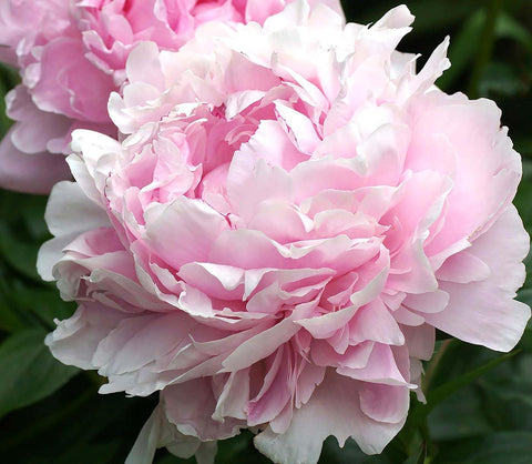 Marde Ross Sarah Bernhardt pink peony bare root with 3-5 eyes for spring planting.