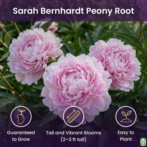 Marde Ross Sarah Bernhardt pink peony in full bloom enhances garden borders.
