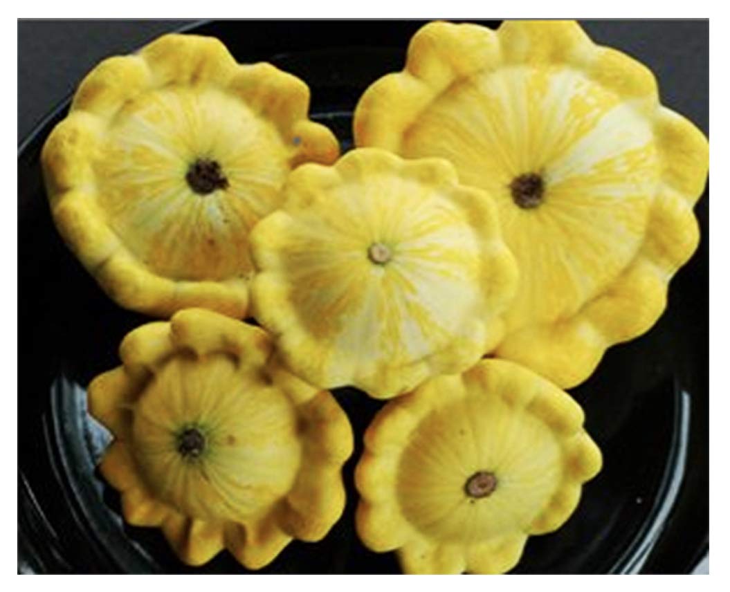 Marde Ross Heirloom Summer Scallop Blend Seeds in soil ready to plant and nurture