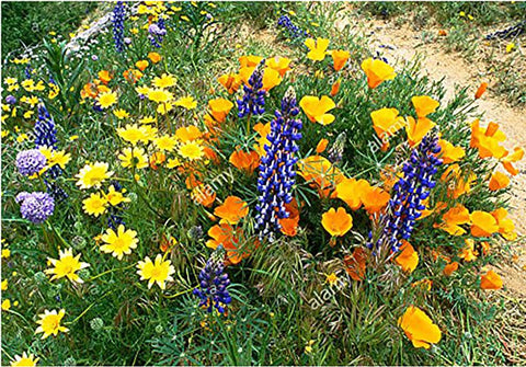 Marde Ross seeds spread in garden for quick spring bloom