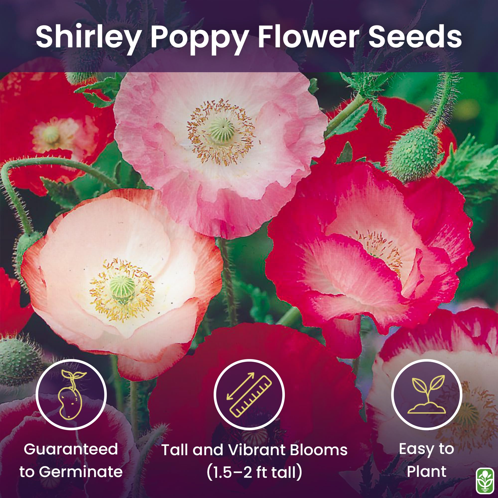 Shirley Poppy blooms in pastel hues for cottage garden color.