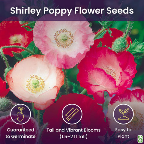 Shirley Poppy blooms in pastel hues for cottage garden color.