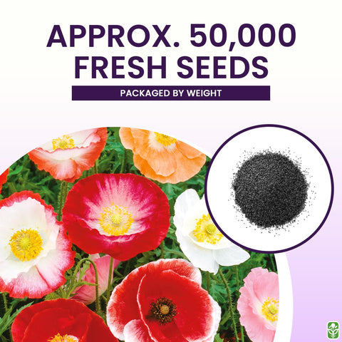 Seeds ready to plant in beds and borders for effortless color.