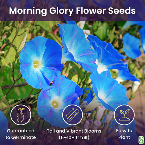 Heavenly blue morning glory bloom close-up highlighting trumpet flowers