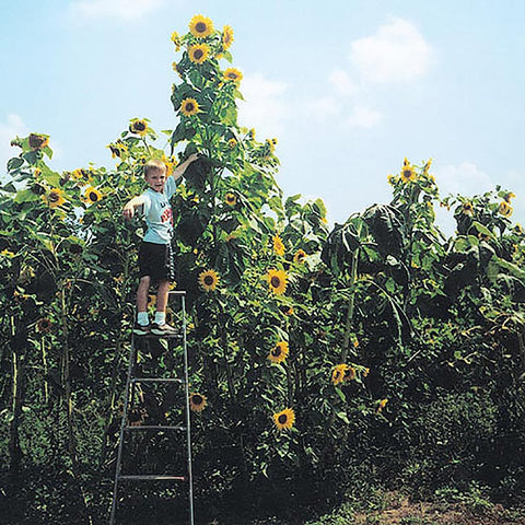Marde Ross & Company Skyscraper Sunflower 12-foot stem towers over borders.