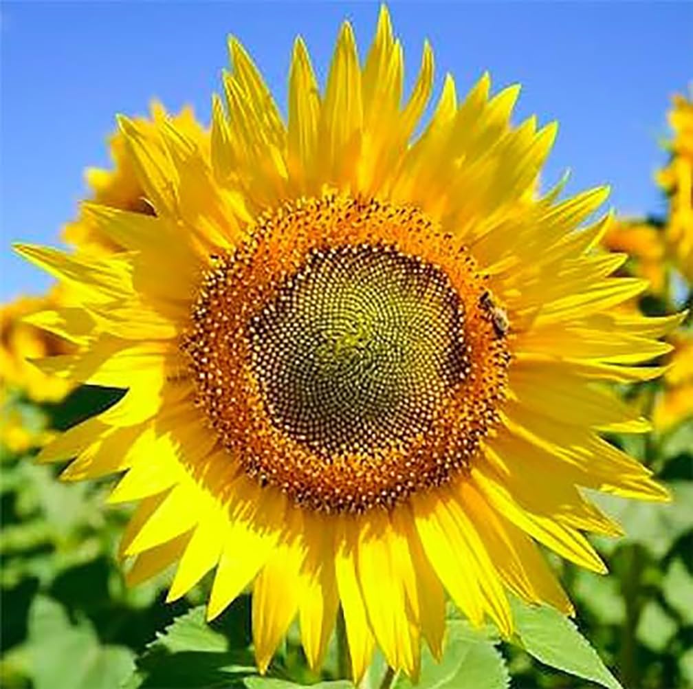 Marde Ross & Company Skyscraper Sunflower planting creates a tall fence backdrop with dramatic color.