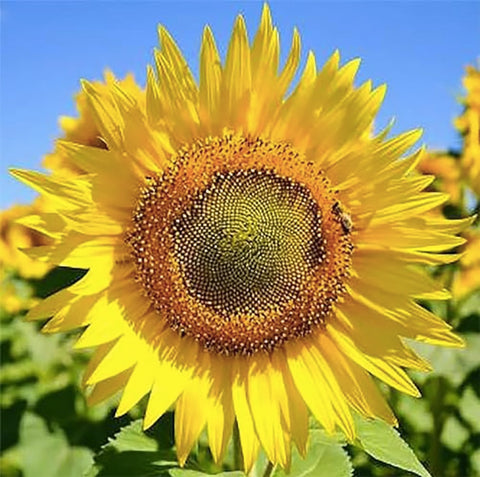 Marde Ross & Company Skyscraper Sunflower planting creates a tall fence backdrop with dramatic color.