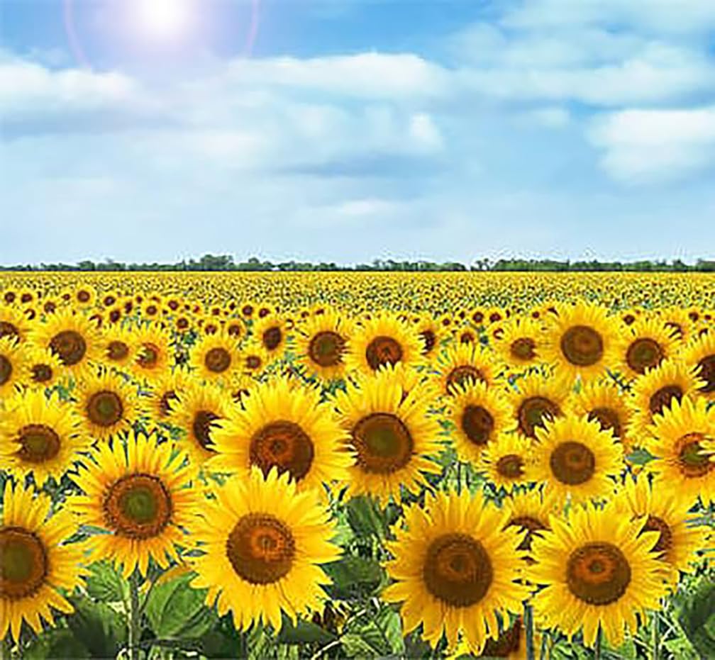 Marde Ross & Company Skyscraper Sunflower broad yellow bloom lights up summer borders.