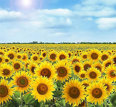 Marde Ross & Company Skyscraper Sunflower broad yellow bloom lights up summer borders.
