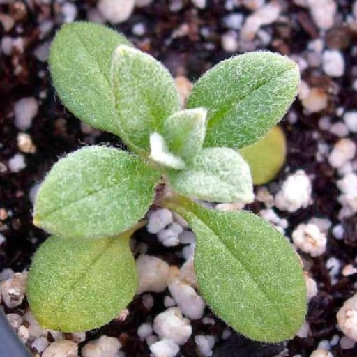 Direct sow Snow in Summer on bare soil for a quick ground cover.