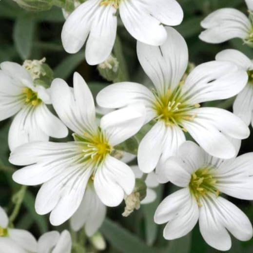Snow in Summer forms a dense ground cover mat for sunny, well-drained sites.
