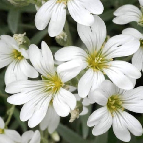 Snow in Summer forms a dense ground cover mat for sunny, well-drained sites.