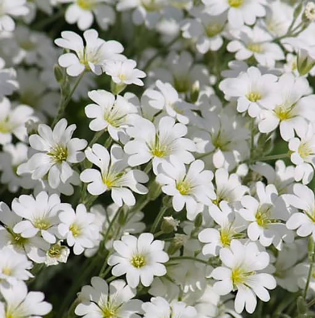 Marde Ross Snow in Summer seeds packet for drought-friendly ground cover.