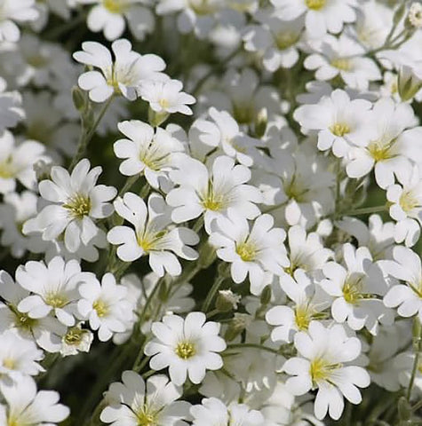 Marde Ross Snow in Summer seeds packet for drought-friendly ground cover.