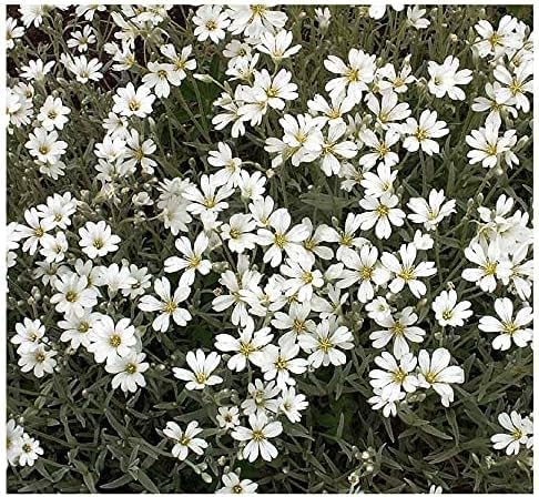 Xeriscape-friendly Snow in Summer reduces watering needs and soil erosion.