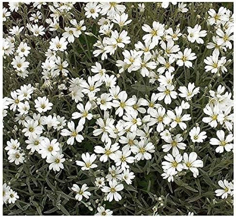 Xeriscape-friendly Snow in Summer reduces watering needs and soil erosion.