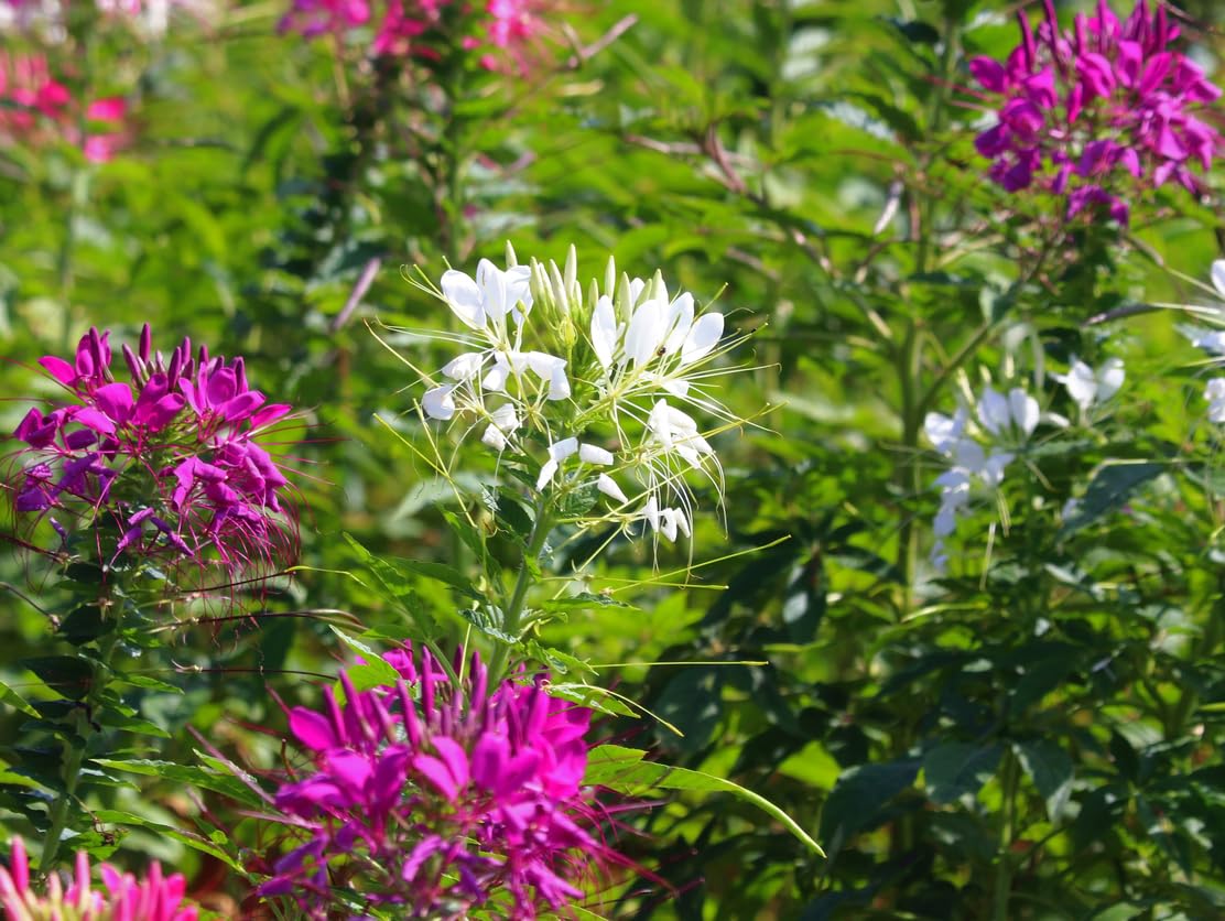 Cleome plants reach 3 to 5 feet tall for vertical garden interest.
