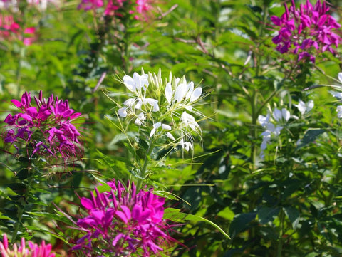 Cleome plants reach 3 to 5 feet tall for vertical garden interest.