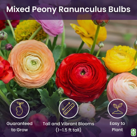 Marde Ross ranunculus blooms in a multicolor mix, ideal for borders and beds.