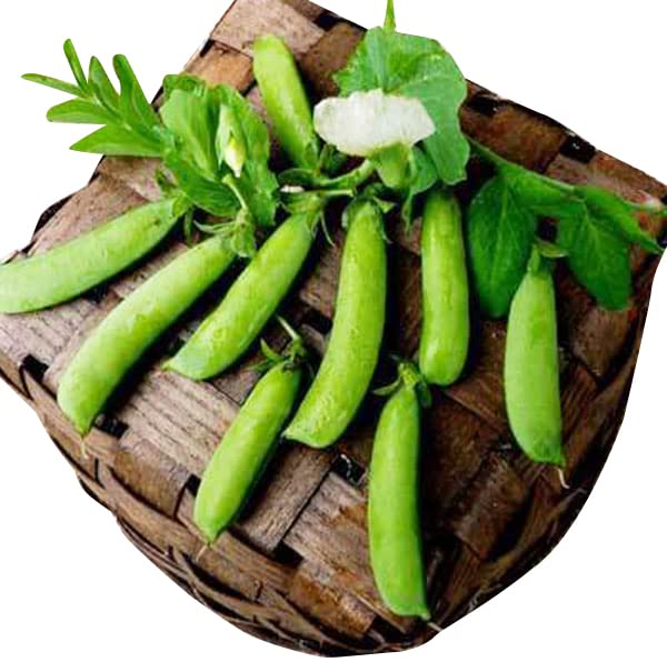 Cluster of Sugar Ann pods on compact dwarf vines in a garden