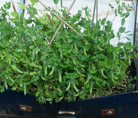 Sugar Ann pea seedlings growing in a sunny raised bed
