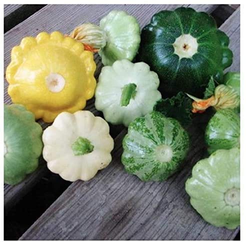 Marde Ross Heirloom Summer Scallop Blend Seeds pack ready for a vibrant garden harvest